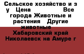 Сельское хозяйство и з/у › Цена ­ 2 500 000 - Все города Животные и растения » Другие животные   . Хабаровский край,Николаевск-на-Амуре г.